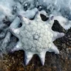 étoile de mer, seastar, feltart, textileart
